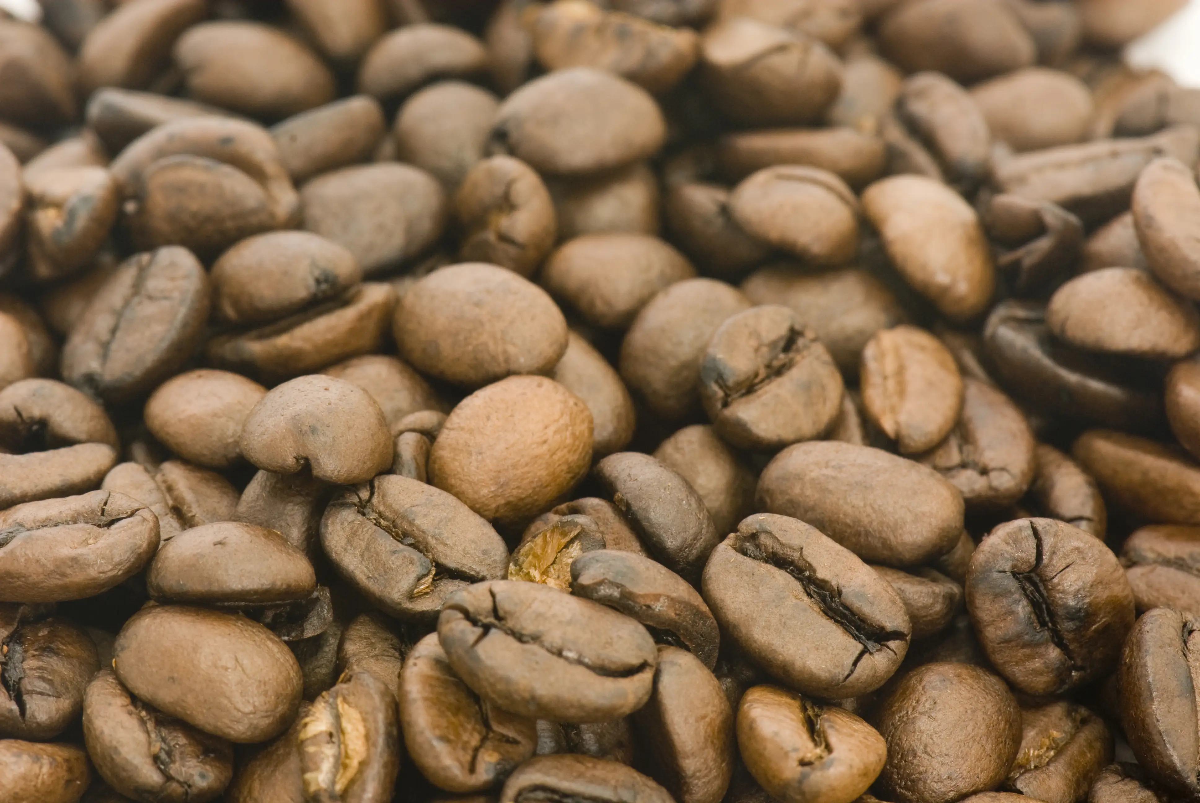 تفاوت قهوه عربیکا و روبوستا؛ کدام طعم، کیفیت و کافئین انتخاب بهتریست؟